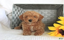 Miniature Poodle dogs for sale: Riley - Image 5