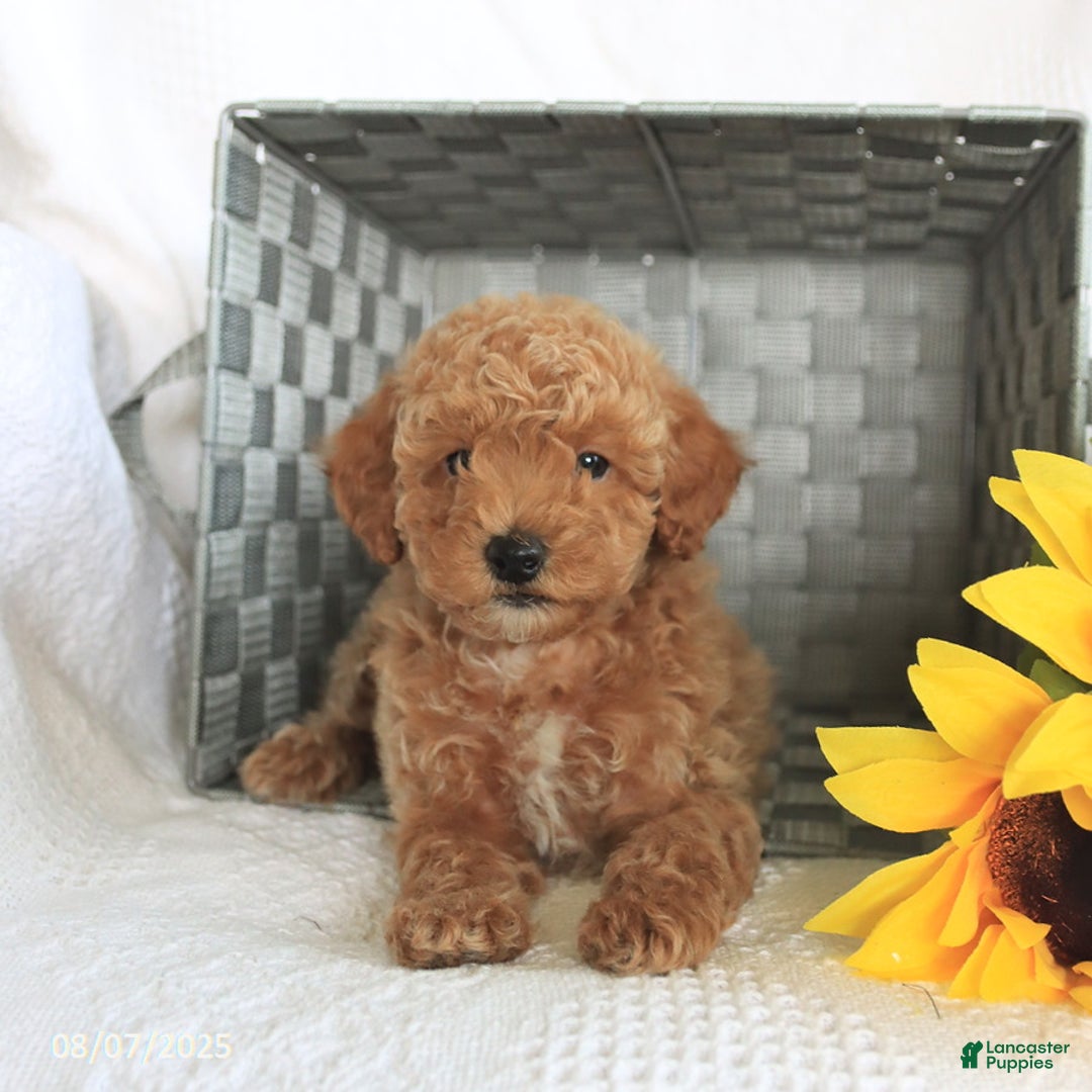 Miniature Poodle dogs for sale: Riley - Image 5