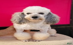 Miniature Poodle dogs for sale: Lexi - Image 6