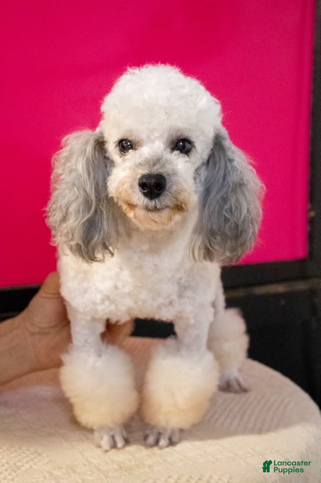 Miniature Poodle dogs for sale: Lexi - Image 6