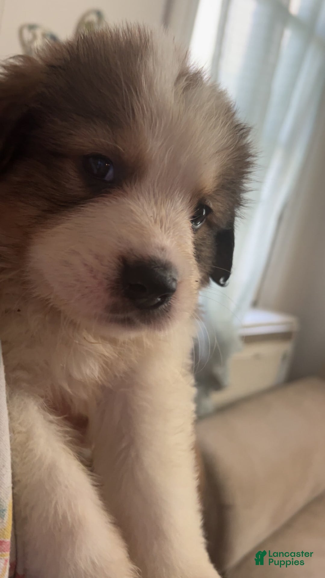 Bernese Mountain Dog dogs for sale: Nallah - Image 2