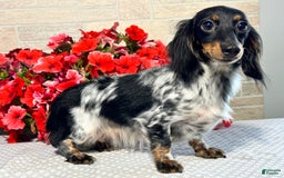 Miniature Dachshund dogs for sale: Cole - Image 6