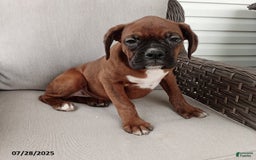 Boxer dogs for sale: Billy - Image 4