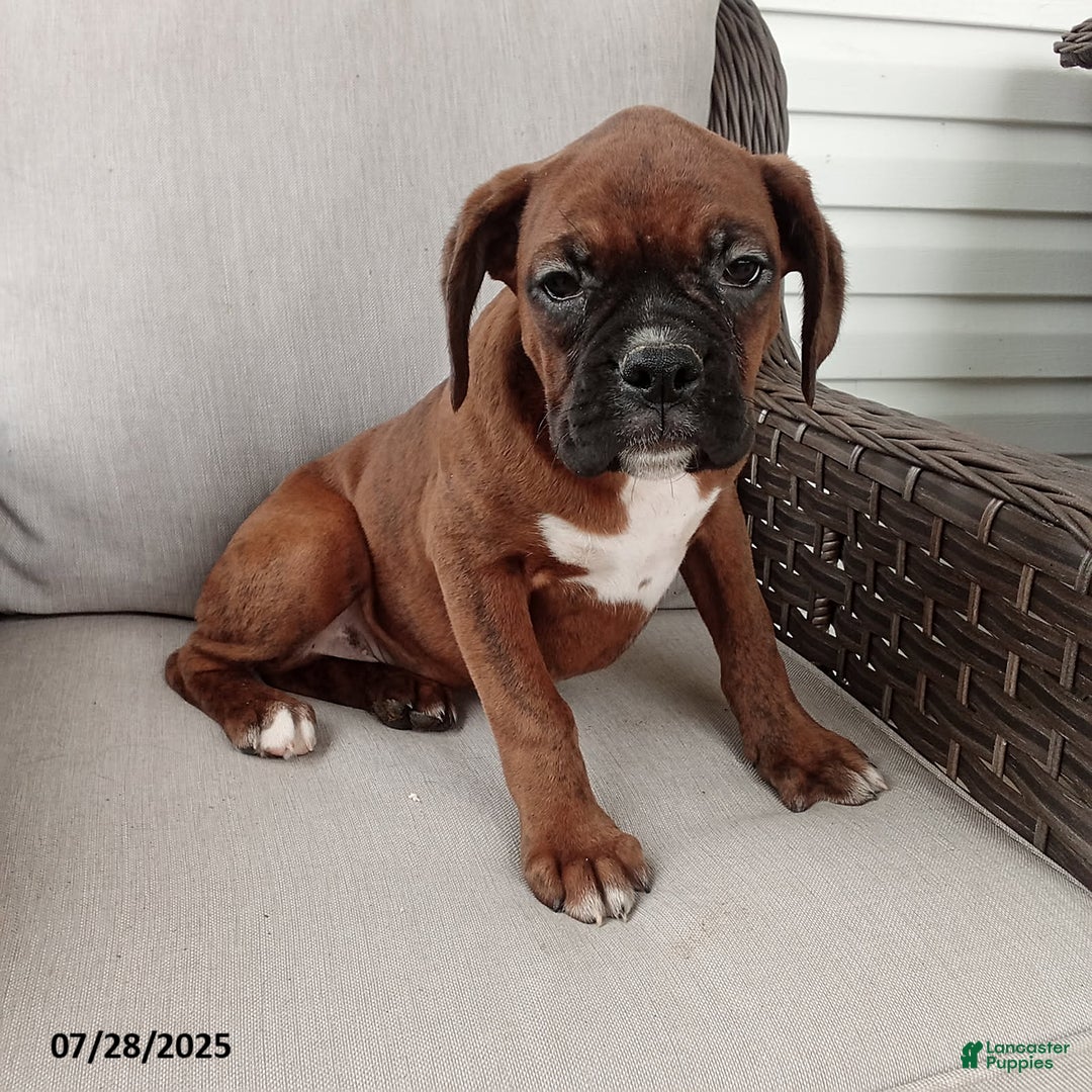 Boxer dogs for sale: Billy - Image 4