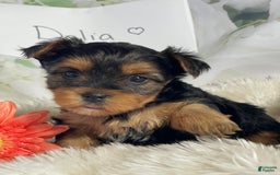 Yorkshire Terrier dogs for sale: Dahlia - Image 2