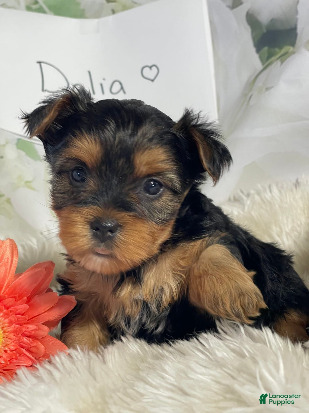 Yorkshire Terrier dogs for sale: Dahlia - Image 2