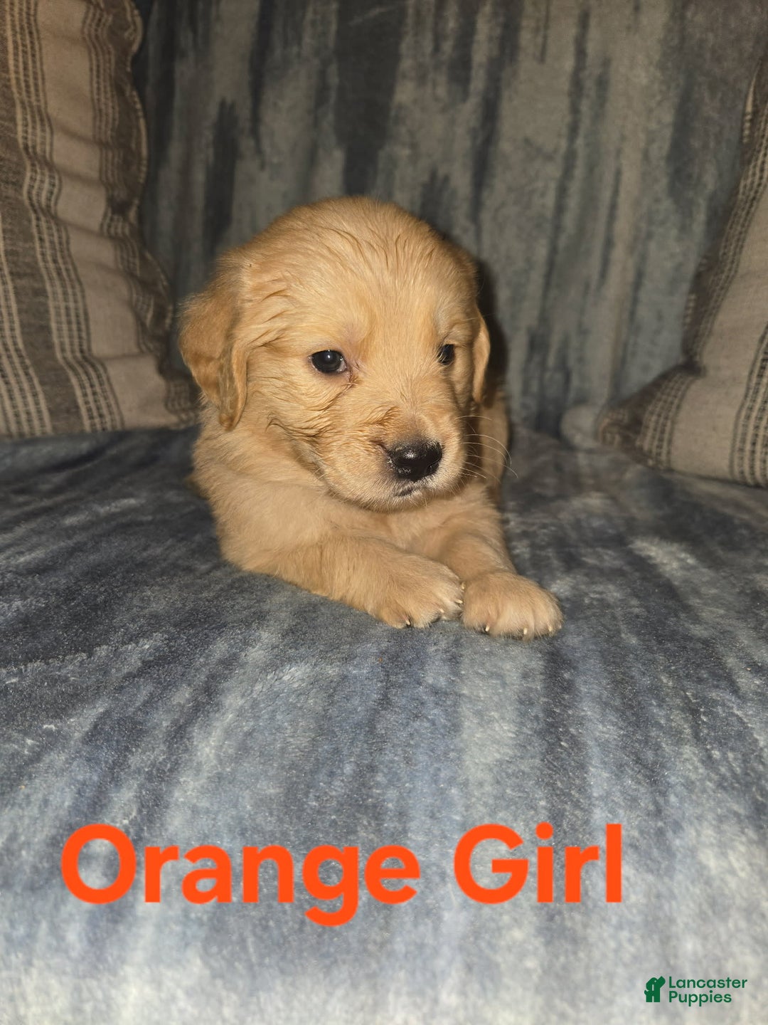 Golden Retriever dogs for sale: Orange Girl - Image 2