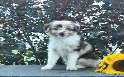 Aussiedoodle dogs for sale: Sage - Image 2