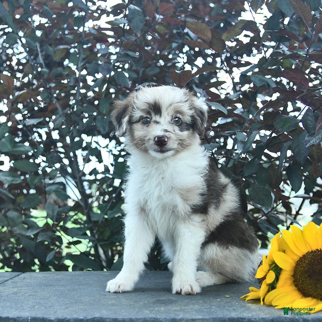 Aussiedoodle dogs for sale: Sage - Image 2