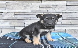 German Shepherd dogs for sale: Sage - Image 3