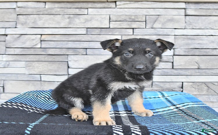 German Shepherd dogs for sale - Ad 4