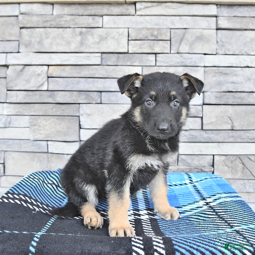 German Shepherd dogs for sale: Sage - Image 3