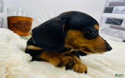 Miniature Dachshund dogs for sale: Jimmy - Image 8