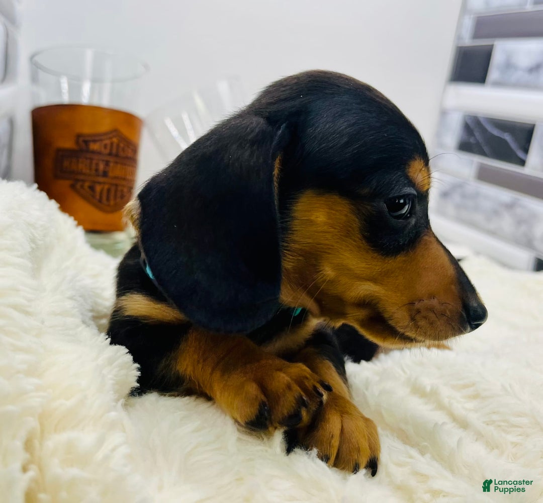 Miniature Dachshund dogs for sale: Jimmy - Image 8