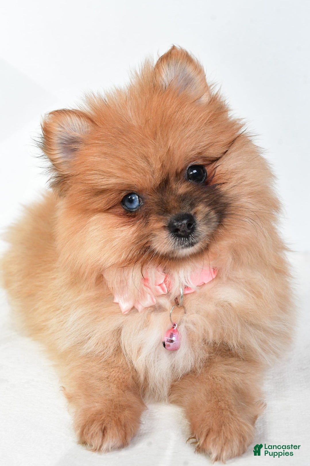 Pomeranian dogs for sale: Elisa - Image 4