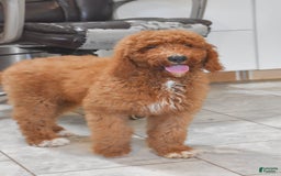 Goldendoodle dogs for sale: Oakley - Image 3