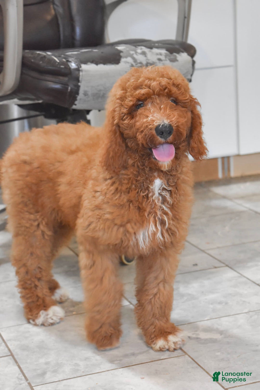 Goldendoodle dogs for sale: Oakley - Image 3