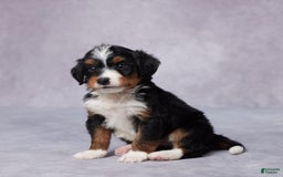 Mini Bernedoodle dogs for sale: Aden - Image 4