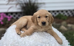 Golden Retriever dogs for sale: Steph - Image 4