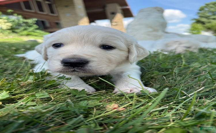 Golden Retriever dogs for sale - Ad 2