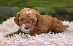 Cavapoo dogs for sale: Bella - Image 14