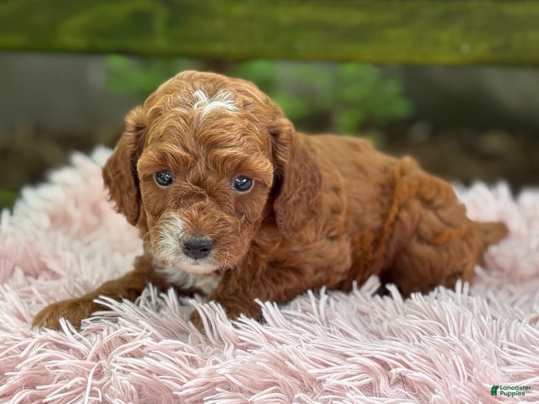Cavapoo dogs for sale: Bella - Image 14