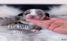Mini Bernedoodle dogs for sale: Picasso - Image 1