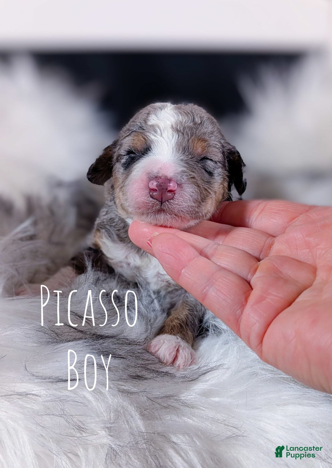 Mini Bernedoodle dogs for sale: Picasso - Image 1