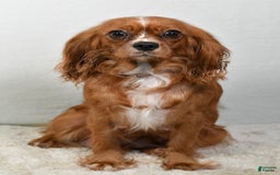 Cavalier King Charles Spaniel dogs for sale: Harrison - Image 9