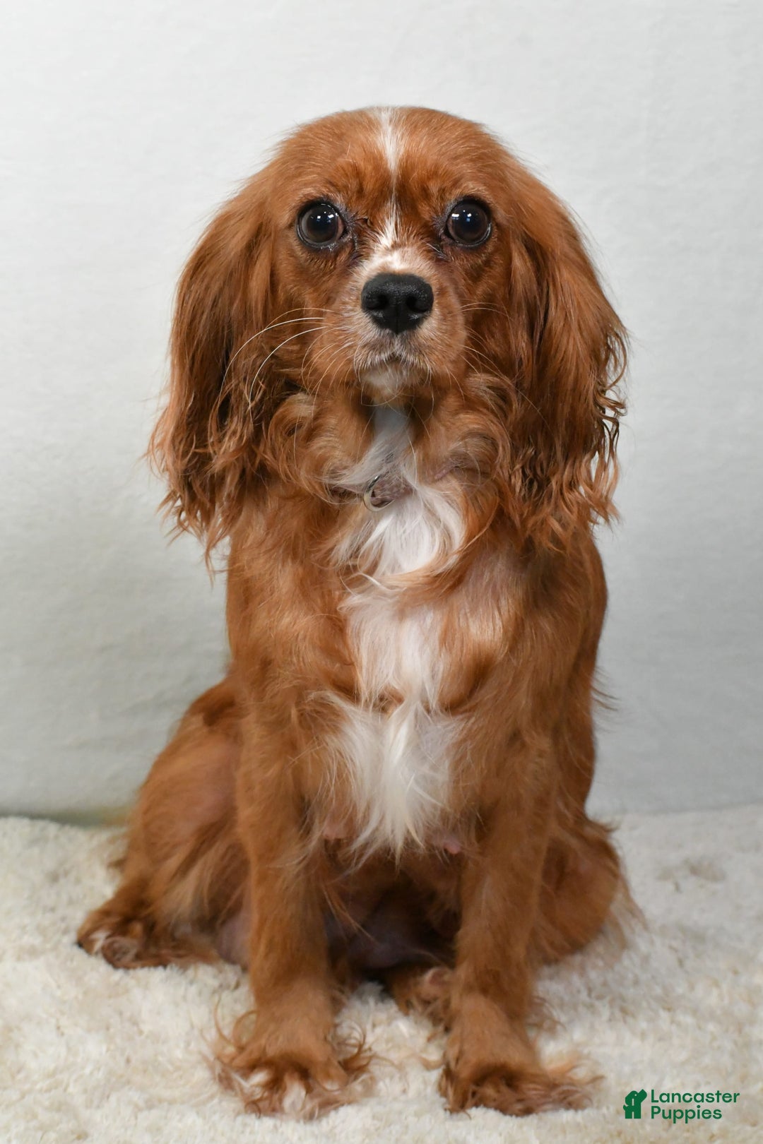 Cavalier King Charles Spaniel dogs for sale: Harrison - Image 9