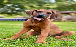 Rhodesian Ridgeback dogs for sale: Black - Image 4
