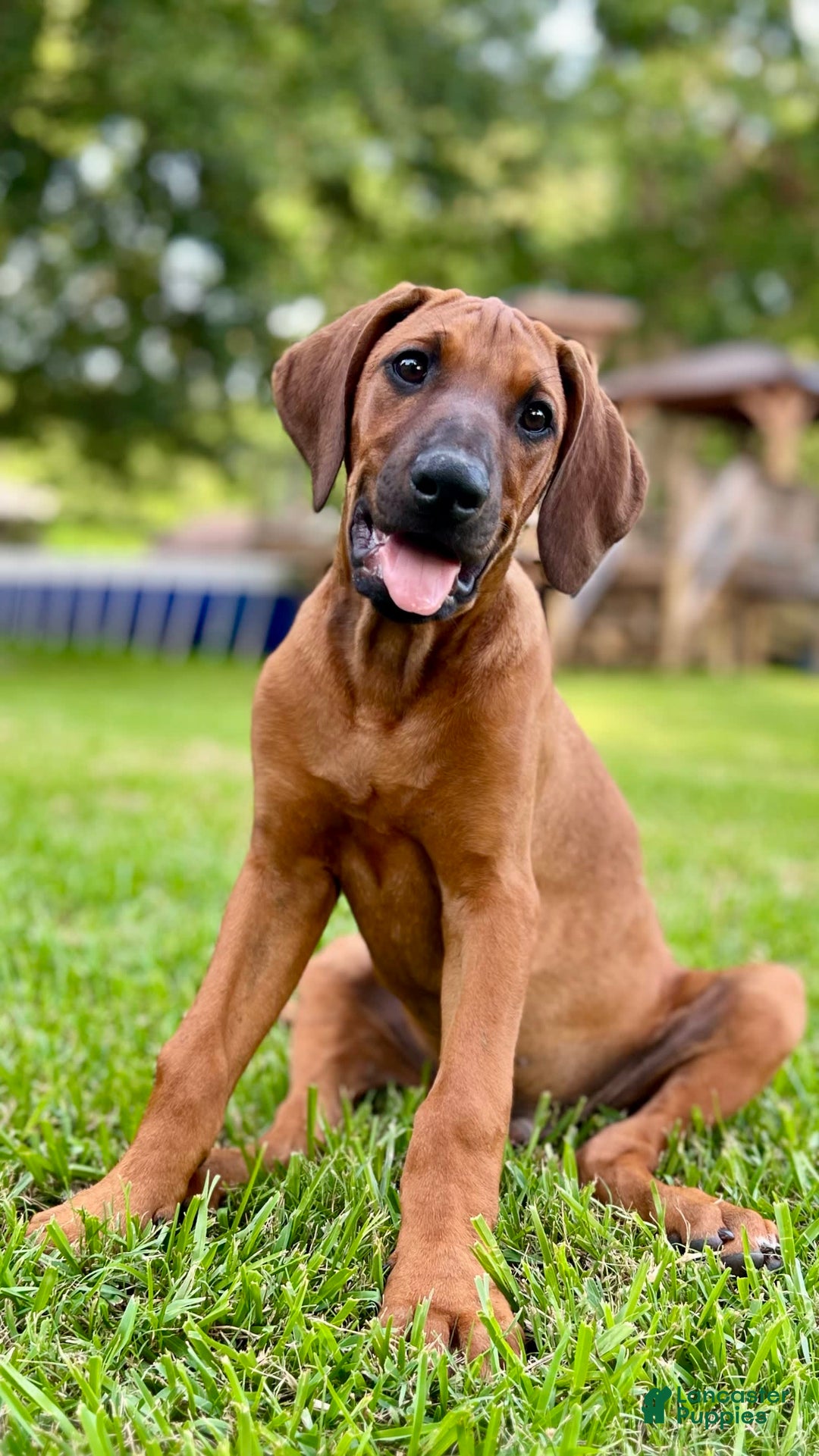 Rhodesian Ridgeback dogs for sale: Black - Image 4