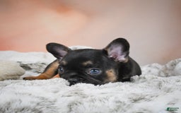French Bulldog dogs for sale: Buddy - Image 5