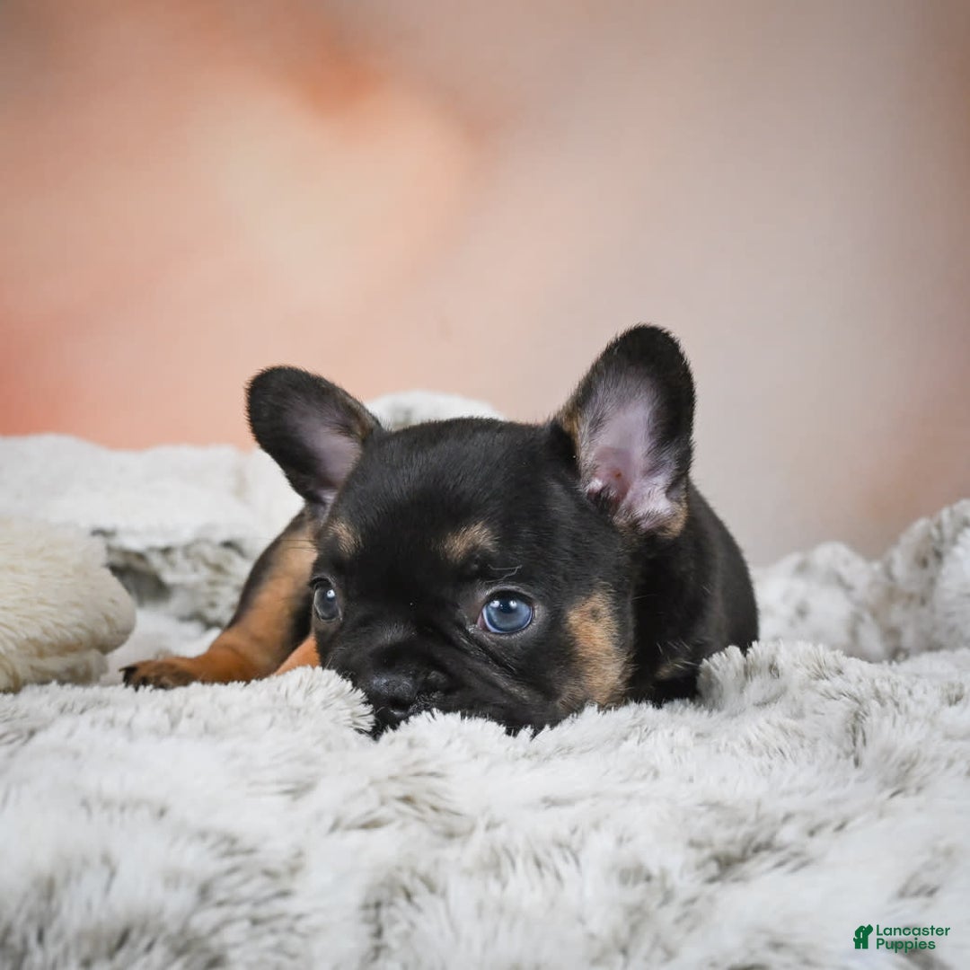 French Bulldog dogs for sale: Buddy - Image 5
