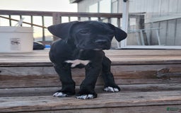 Cane Corso dogs for sale: Socks - Image 1