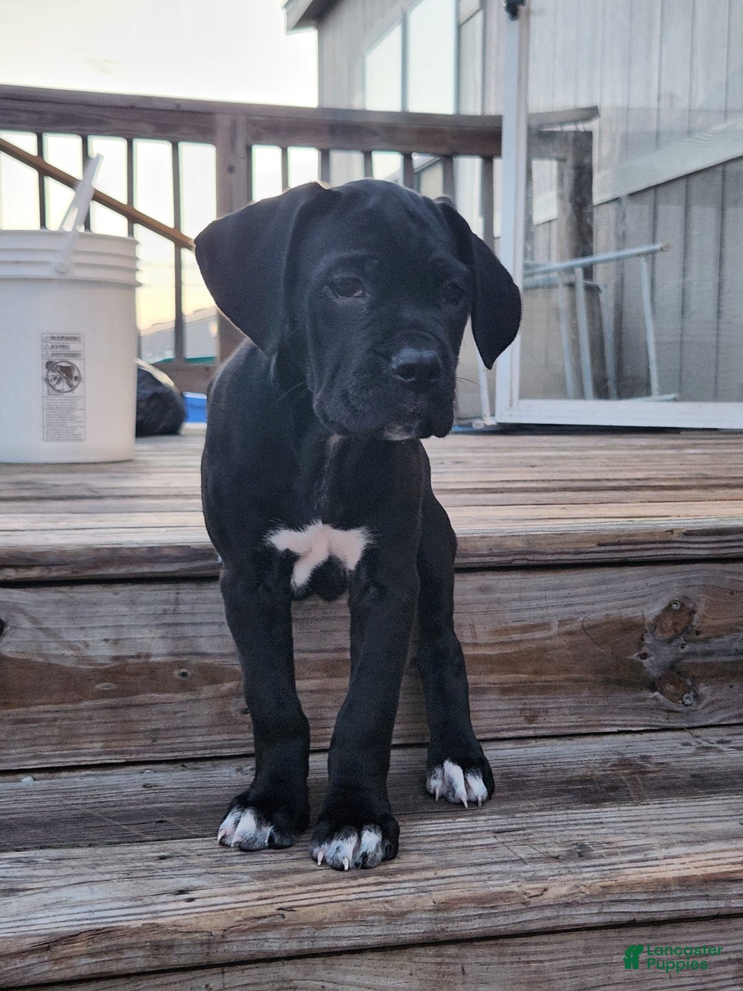 Cane Corso dogs for sale: Socks - Image 1