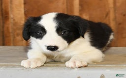 Border Collie dogs for sale: Luke - Image 7
