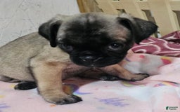 Pug dogs for sale: Shilo - Image 4