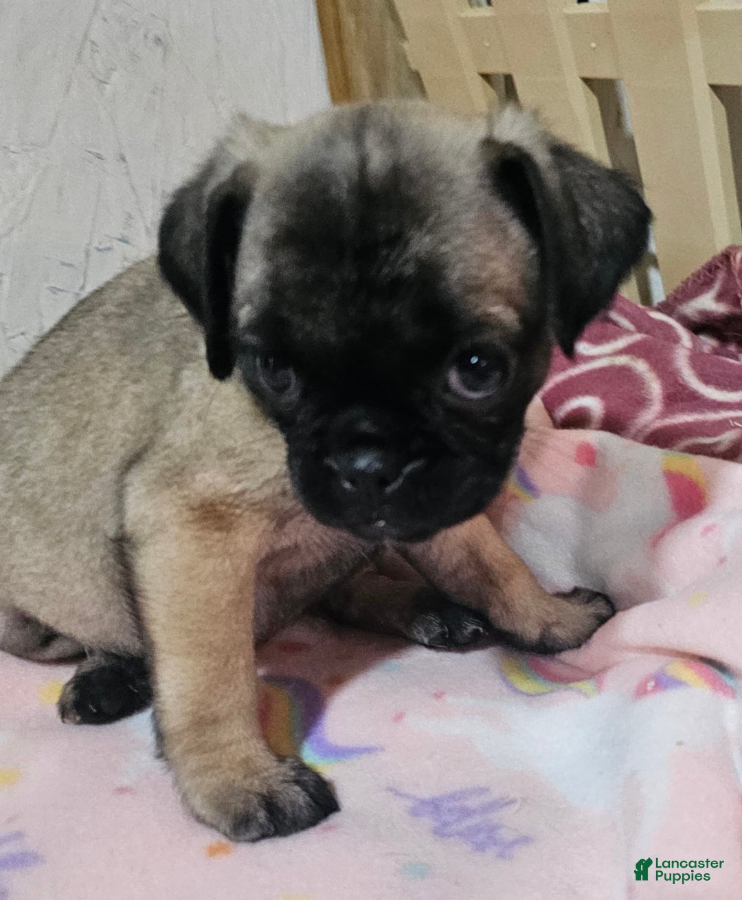 Pug dogs for sale: Shilo - Image 4