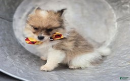 Pomeranian dogs for sale: Kevin - Image 2