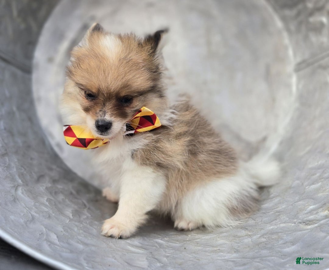 Pomeranian dogs for sale: Kevin - Image 2