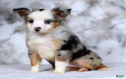  dogs for sale: Maverick - Image 8