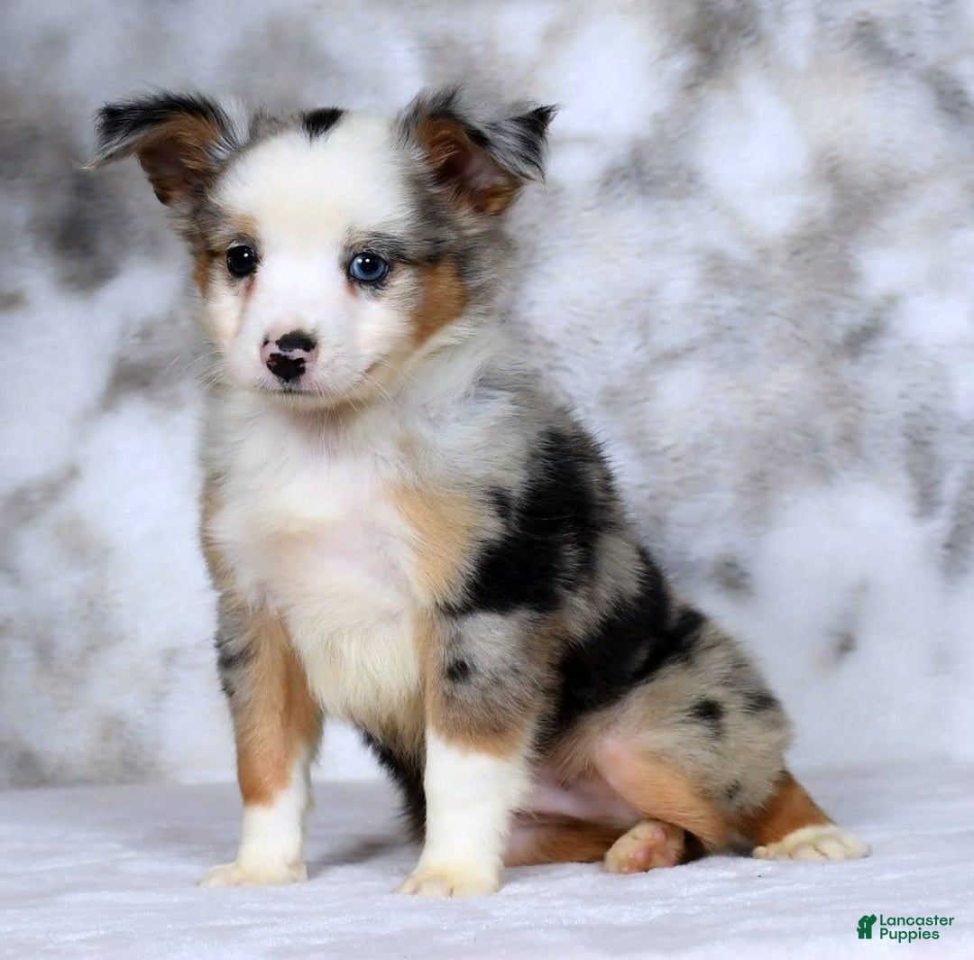  dogs for sale: Maverick - Image 8
