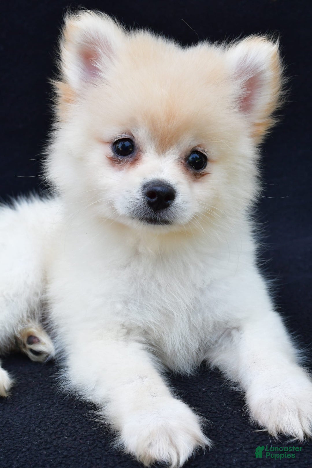 Pomeranian dogs for sale: Duke - Image 3