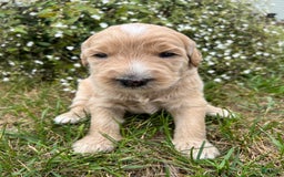 Goldendoodle dogs for sale: Butters - Image 1