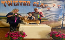 Welsh Corgi Pembroke dogs for sale: Harley X Dash Male - Image 3