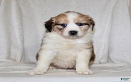 Australian Shepherd dogs for sale: Sandy - Image 2