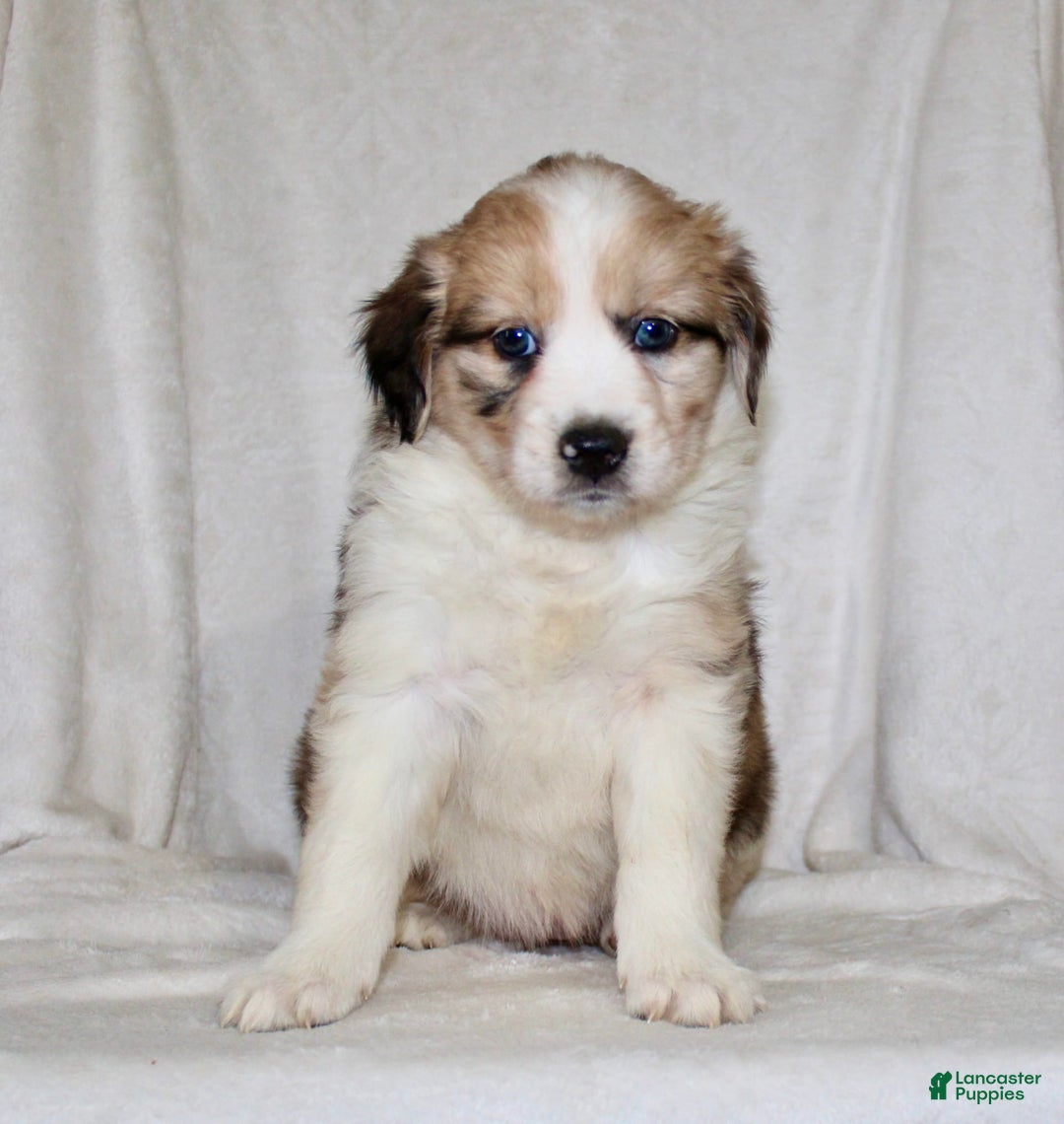 Australian Shepherd dogs for sale: Sandy - Image 2