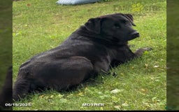 Labrador Retriever dogs for sale: Rocky - Image 4