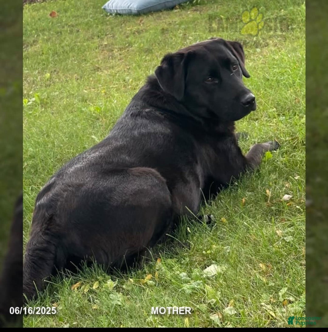 Labrador Retriever dogs for sale: Rocky - Image 4